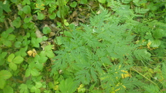 Conioselinum tataricum