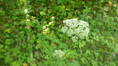 Conioselinum tataricum