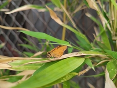 Ampittia dioscorides