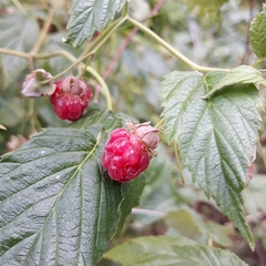 Rubus idaeus