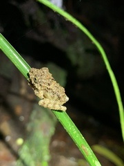 Pristimantis rubicundus