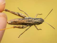 Chorthippus apricarius