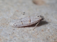 Symmocoides oxybiella