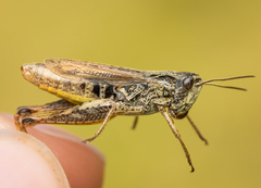 Chorthippus apricarius