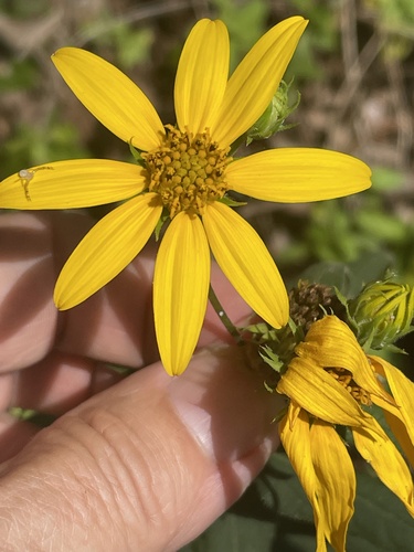 Helianthus divaricatus