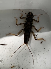 Hesperoperla pacifica