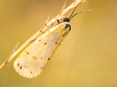Setina