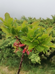 Vaccinium cylindraceum
