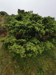 Juniperus brevifolia