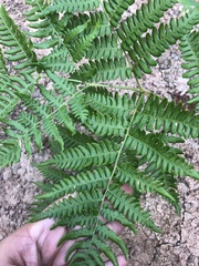 Pteridium aquilinum image