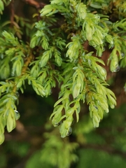 Juniperus brevifolia