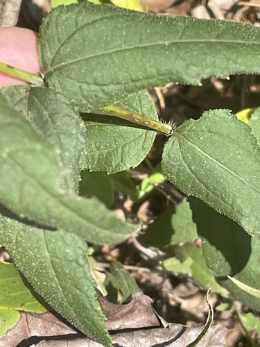 Helianthus divaricatus
