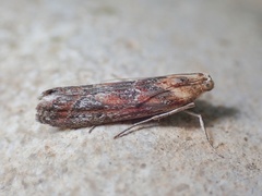 Ancylosis cinnamomella