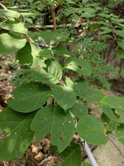 Pterostyrax psilophyllus