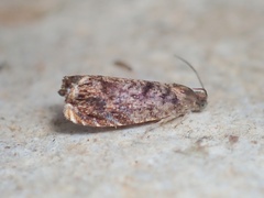 Grapholita janthinana