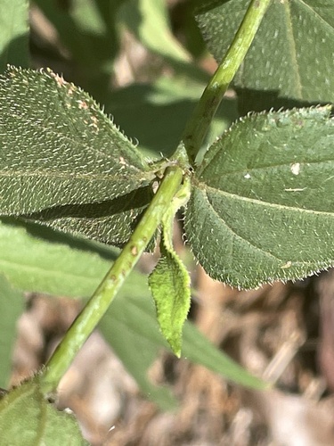 Helianthus divaricatus