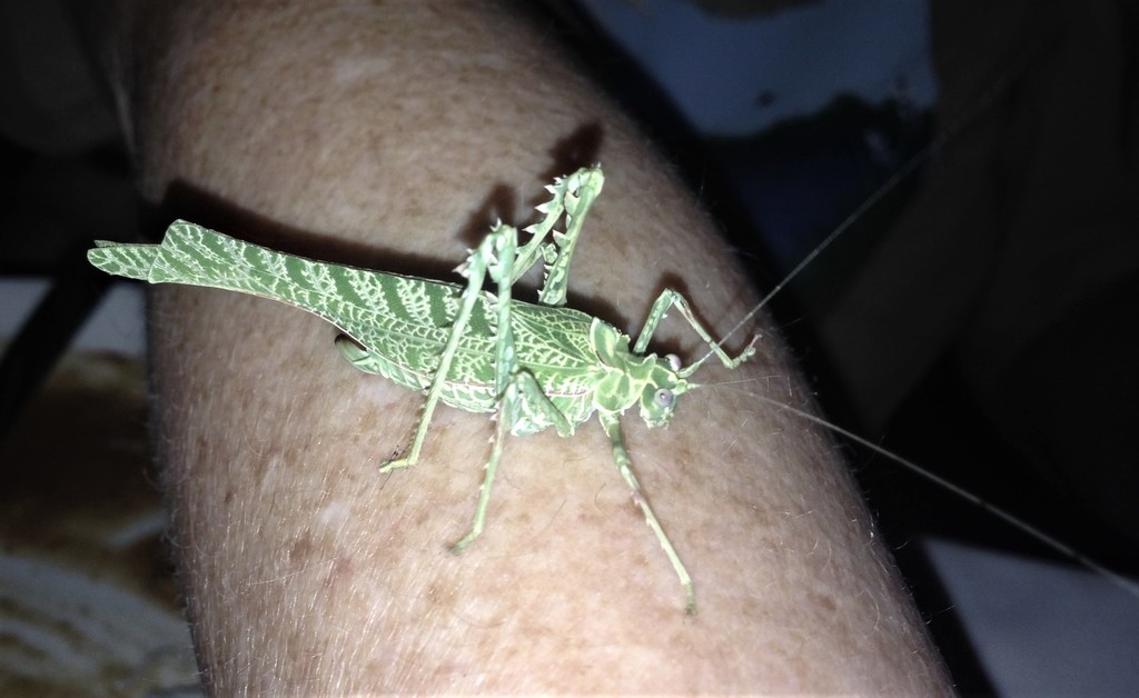 Aridland Acacia Katydid