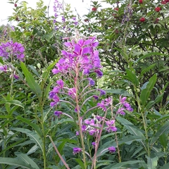 Chamaenerion angustifolium