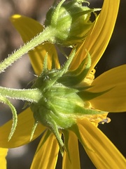 Woodland sunflower