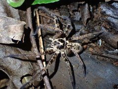 Heteropoda distincta