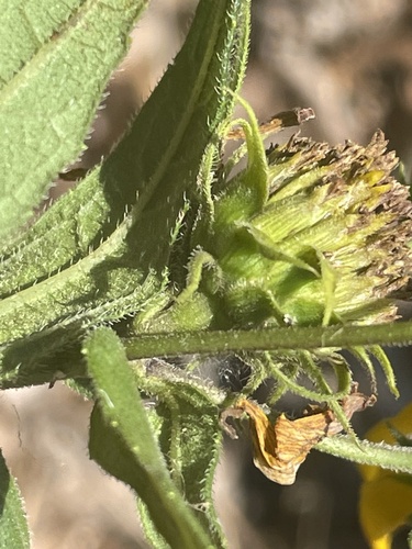 Helianthus divaricatus