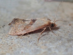 Cochylis roseana