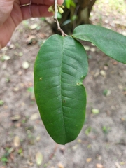 Chrysophyllum argenteum