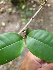 Chrysophyllum argenteum