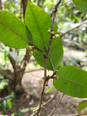 Chrysophyllum argenteum