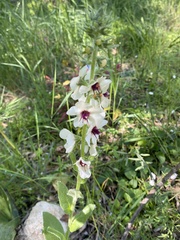 Verbascum × pterocaulon