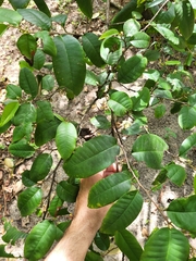 Chrysophyllum argenteum