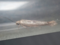 Scythris dissimilella