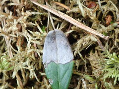 Mycosphaerella stemmatea