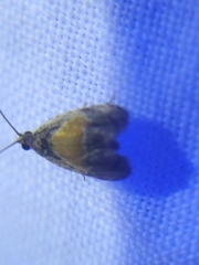 Olethreutes osmundana