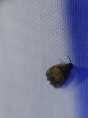 Olethreutes osmundana