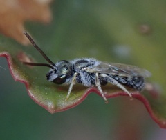Halictus