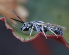 Halictus