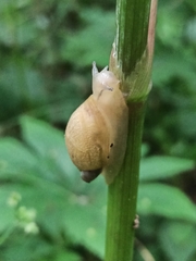 Succinea lauta