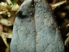 Mycosphaerella stemmatea