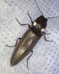 Ignelater havaniensis