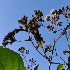 Kaunia lasiophthalma