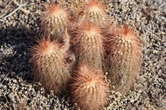 Echinocereus reichenbachii baileyi