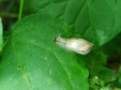 Succinea lauta