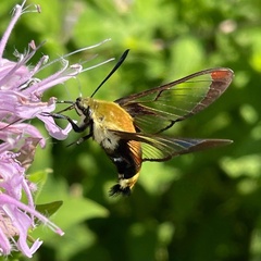 Hemaris