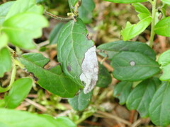 Mycosphaerella stemmatea