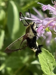 Hemaris