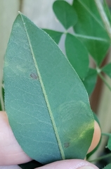 Leucoptera laburnella