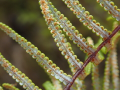 Gleichenia inclusisora