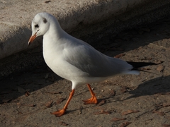 Chroicocephalus ridibundus