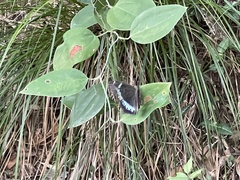 Smilax glaucochina